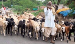 pashu kisan credit card yojana for sheep