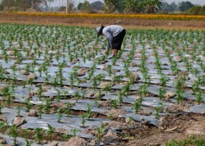 प्लॅस्टिक मल्चिंग अनुदान योजना