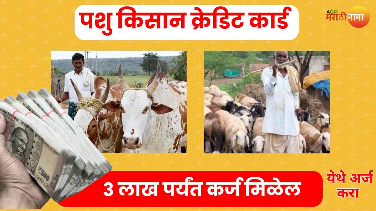 pashu kisan credit card